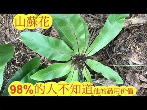 山蘇風水|【山蘇風水】山蘇盆栽擺放小心！命理師湯鎮瑋揭露「山蘇風水」。